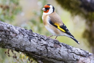 Goldfinch (Carduelis carduelis) Germany