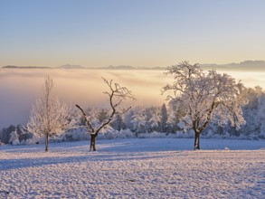 Trees in the rough in the light of the rising sun, behind the sea of fog over the Reuss valley,