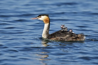 Great Crested Grebe (Podiceps Scalloped ribbonfish), with three chicks in plumage swimming in the