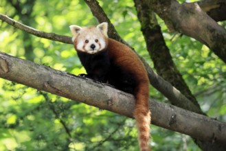 Western Red panda (Ailurus fulgens), adult, on tree, Himalayas, Central Asia
