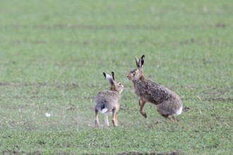 European hare (Lepus europaeus) mating season, so-called gathering time, hares fighting with each