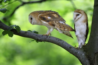 Barn owl (Tyto alba), adult, pair, vigilant, on tree, in summer, Šumava, Czech Republic, Europe