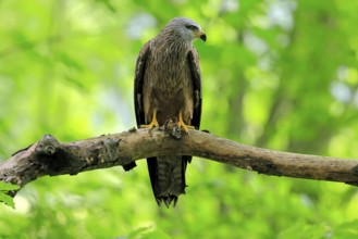 Black Kite (Milvus migrans), adult, alert, perch, Šumava, Czech Republic, Europe