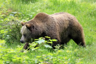 Eurasian brown bear (Ursus arctos arctos), half-grown young, alert, meadow, in summer, running,