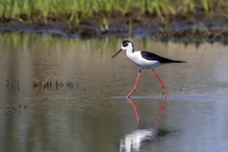 Black-winged stilt (Himantopus himantopus) adult male foraging in shallow water at wetland in