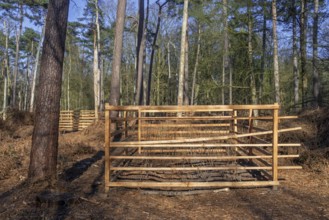 Wooden lattice called reeblock, roe deer block, fence for game browsing protection of young trees