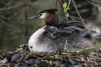Great Crested Grebe (Podiceps Scalloped ribbonfish) with juveniles, Emsland, Lower Saxony, Germany,