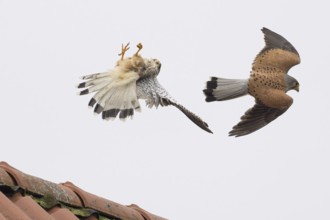 Aerial fight of two male kestrels (Falco tinnunculus) over a tiled roof, territorial dispute,