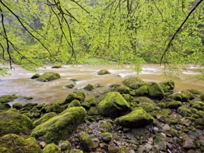 European beech trees shedding leaves, in the foreground moss-covered stones on the river Sihl,