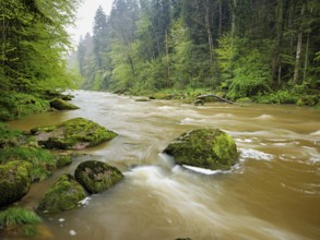 European beech trees shedding leaves, in the foreground moss-covered stones on the river Sihl,