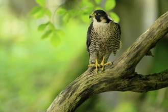 Peregrine falcon (Falco peregrinus), adult, on tree, alert, in summer, Šumava, Czech Republic,