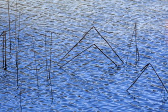 Reeds in the blue water of the Schwansee, Schwangau, Ostallgäu, Allgäu, Bavaria Germany
