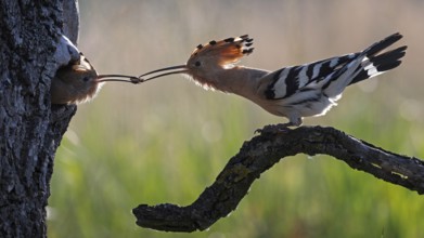 Hoopoe (Upupa epops) Bird of the Year 2022, male with food for his female, bridal gift, mating,