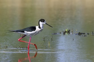 Black-winged stilt (Himantopus himantopus) adult male foraging in shallow water of pond at wetland