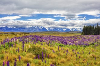 Lupinen (Lupinus), Highway 8, Otago, Neuseeland
