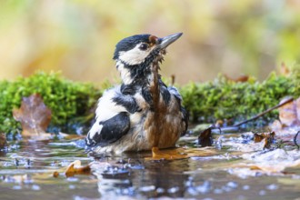 Great spotted woodpecker (Dendrocopus major) female bathing, Germany, Europe
