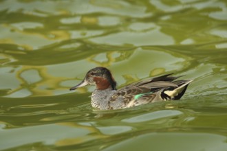 Swimming male eurasian teal (Anas crecca), captive