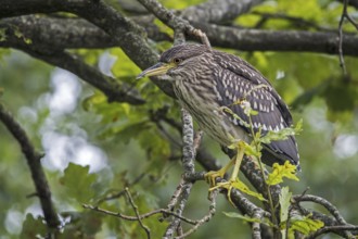 Black-crowned night-heron, black-capped night-heron (Nycticorax nycticorax) juvenile perched in oak
