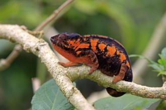 Panther Chameleon (Furcifer pardalis), female, Madagascar, Africa