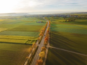 Aerial view of an avenue at sunrise in autumn, Herrenberg, Germany, Europe
