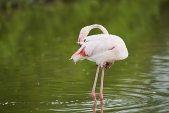 Greater Flamingo (Phoenicopterus roseus) walking in the water, Parc Naturel Regional de Camargue,