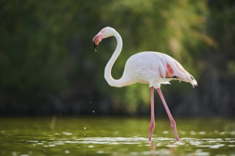 Greater Flamingo (Phoenicopterus roseus) walking in the water, Parc Naturel Regional de Camargue,