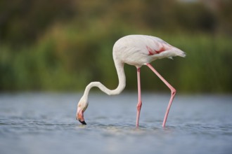 Greater Flamingo (Phoenicopterus roseus) walking in the water, Parc Naturel Regional de Camargue,