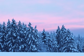 Winter spruce (Picea) (Pinaceae) forest, pine family, snow, winter, dawn, Leibertingen, Danube