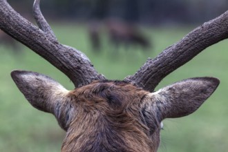 Stag, red deer (Cervus elaphus), captive, Bad Mergentheim Wildlife Park, Baden-Württemberg,