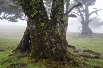 Laurel trees overgrown with moss and plants in the mist, old laurel forest (Laurisilva), stinkwood