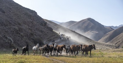 Herd of horses galloping over a hill, mountains behind, Kyrgyzstan, Asia