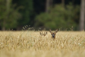 Roe deer (Capreolus capreolus) adult female in a farmland wheat field with a roebuck in the