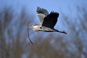 Grey heron (Ardea cinerea), bringing nesting material to the nest, Essen, Ruhr area, North
