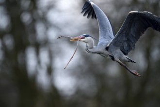 Grey heron (Ardea cinerea), bringing nesting material to the nest, Essen, Ruhr area, North