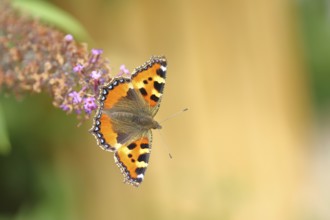 Small tortoiseshell (Aglais urticae), on summer lilac or butterfly-bush (Buddleja davidii), Wilden,