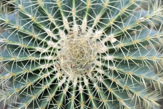 Big (Echinocactus Grusonii) Golden Barrel Ball or Mother In Law Cushion cactus, top view