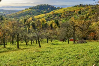 Autumn meadow orchard on the Swabian Alb in the vineyards of Metzingen, Baden-Württemberg, Germany,