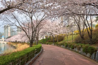 Blooming sakura cherry blossom alley in park in spring, Seokchon lake park, Seoul, South Korea,