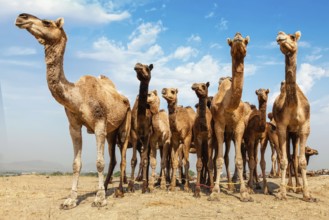 Camels at Pushkar Mela, famous camel and livestock fair in the town of Pushkar. Pushkar Mela is one