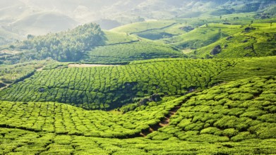 Kerala India travel background, panorama of green tea plantations in Munnar, Kerala, India, tourist