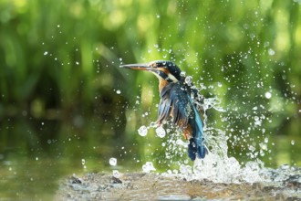 Common kingfisher (Alcedo atthis) unsuccessful fishing kingfisher flies up out of the water after