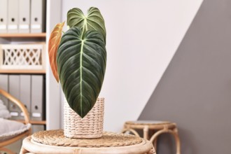 Tropical 'Philodendron Melanochrysum' houseplant with dark long leaves on table