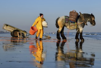 Horse fishermen at work, catching Brown shrimp (Crangon crangon), Koksijde, North Sea coast,