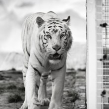 White tiger (Panthera tigris), portrait next to cage, leucism, restless, slightly open mouth,