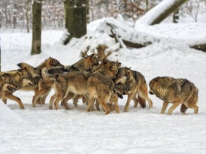 Wolf pack, juvenile gray wolves (Canis lupus) playing frolicsomely in the snow, captive, Neuhaus