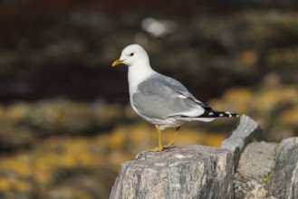 Black-legged Kittiwake (Rissa tridactyla), adult bird standing on a stone, Runde, Møre og Romsdal,