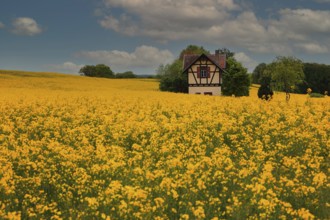 Small half-timbered house surrounded by flowering rape fields, Bamberg, Upper Franconia, Germany,