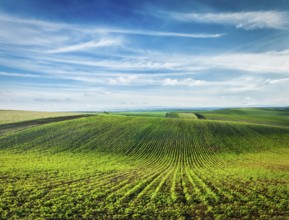 Rolling fields of Moravia, Czech Republic, Europe