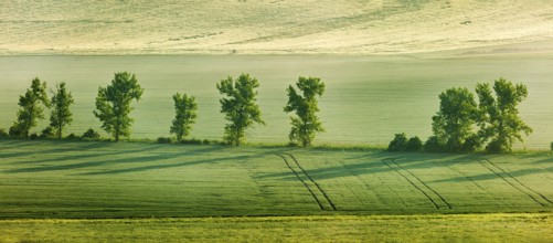 Panorama of Moravian rolling landscape with trees in early morning haze. Moravia, Czech Republic,