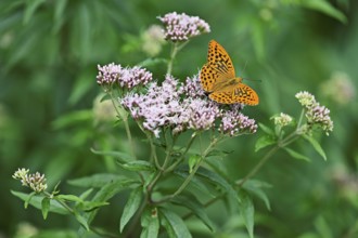 Silver-washed fritillary (Argynnis paphia), on common water eupatorium (Eupatorium cannabinum